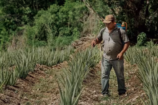 Reportan una mejora en el aprovechamiento de la agricultura