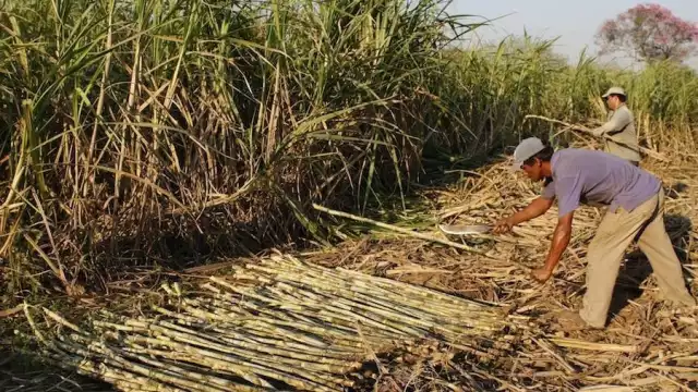 Han logrado cumplir con expectativas de producción industrial y de los propios cañeros