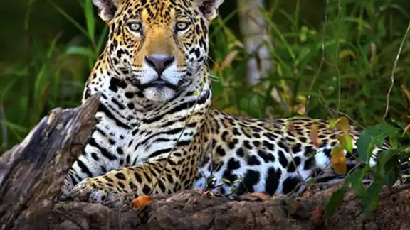 Se estima que en la Península existen dos mil ejemplares. Foto: Semarnat