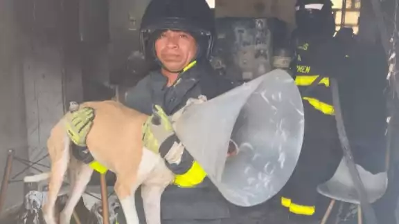 Elementos del Heroico Cuerpo de Bomberos rescataron al lomito de las llamas.