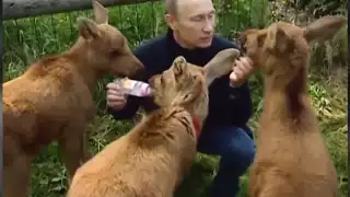 El mandatario alimentó a los bebés alce del Parque Nacional Losini OstrovFoto: Captura de Pantalla