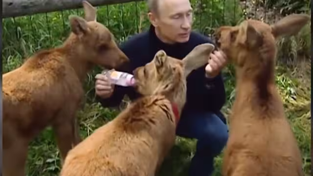 El mandatario alimentó a los bebés alce del Parque Nacional Losini OstrovFoto: Captura de Pantalla