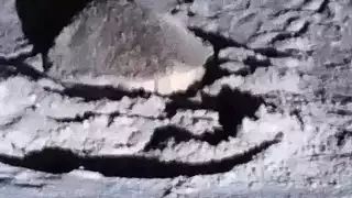 Tortuga Carey desovó 141 huevos en Ciudad del Carmen y fueron resguardados para su protección    