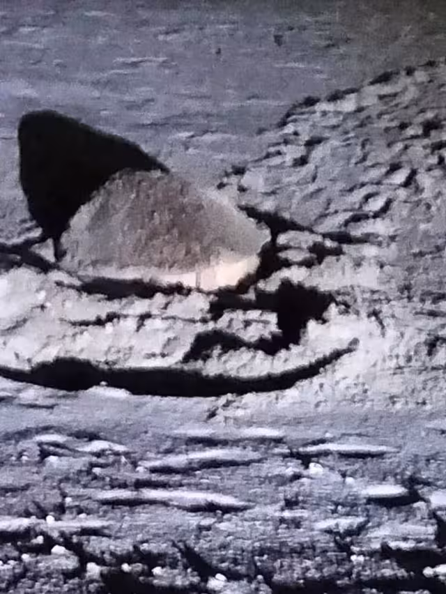 La tortuga Carey salió a desovar y depositó 141 huevos e la playa.