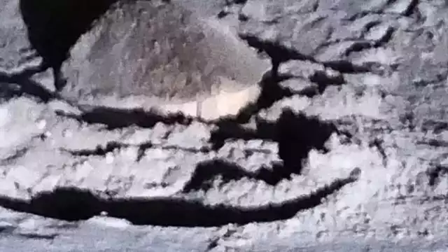 La tortuga Carey salió a desovar y depositó 141 huevos e la playa.