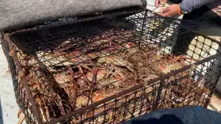 Captura de langosta en Isla Mujeres podría alcanzar un nuevo récord histórico este 2026