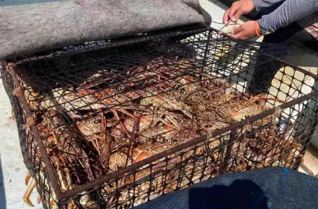 Pescadores lamentaron que el precio no sea el mismo que en el 2022, cuando el kilo valía mil 100 pesos