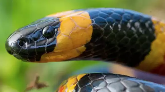 Serpientes en Yucatán