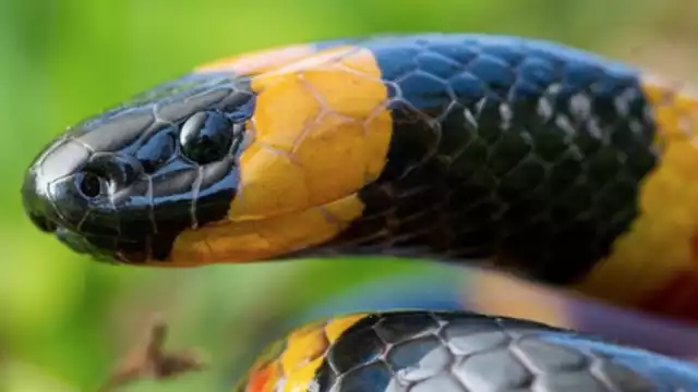 Serpientes en Yucatán