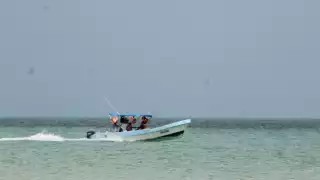 Tiburón ballena: Aumentan tours para ver al pez más grande en Holbox
