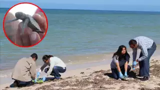 Rescatan a 127 crías de tortugas marinas en Progreso  y las entregan a especialistas 