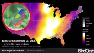 La noche de los mil millones de pájaros: ¿Qué es y cómo se relaciona con Yucatán?