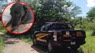 Policías salvan a perrita envenenada en Telchac Pueblo y conquistan el corazón de vecinos