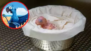 Nace en Bélgica un guacamayo de Spix, ave extinta en la naturaleza  que inspiró la película "Río"