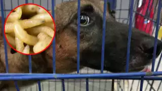 Animalista reporta nuevo caso de gusano barrenador en un perro rescatado en Yucatán  