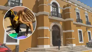 Ayuntamiento de Campeche y Biby Rabelo incumplen con la Ley de Bienestar Animal