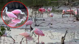  No eran flamencos: Captan a otra especie de ave color rosa en Celestún, Yucatán    