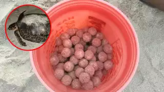 Múltiples tortugas arriban al  puerto de Progreso: Autoridades resguardan huevos 