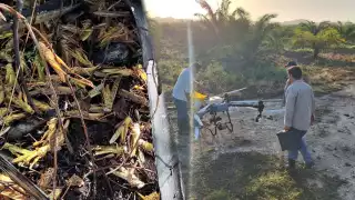 Alerta en Champotón: Combaten mangas de langosta en 375 hectáreas