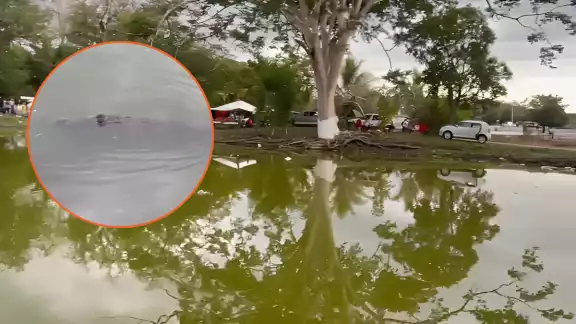 Un cocodrilo fue avistado en la aguada de Hool Un cocodrilo fue avistado en la aguada de Hool