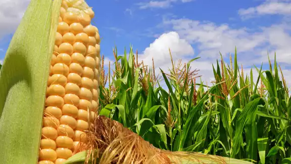 Apoyos con fertilizantes y granos nativos para productores campechanos