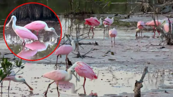 A pesar de que puede manifestarse en flores y otros elementos de la naturaleza, el color rosa se considera un tono extraño en el reino animal A pesar de que puede manifestarse en flores y otros elementos de la naturaleza, el color rosa se considera un tono extraño en el reino animal