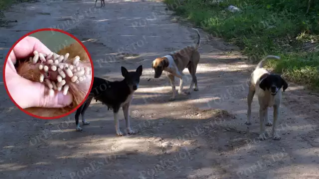 Campeche bajo vigilancia: más de 500 casos de gusano barrenador