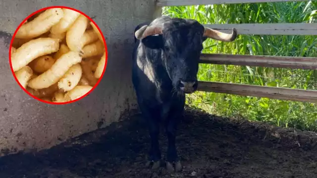 Sin moscas estériles ni apoyo de Senasica, el gusano barrenador sigue en aumento