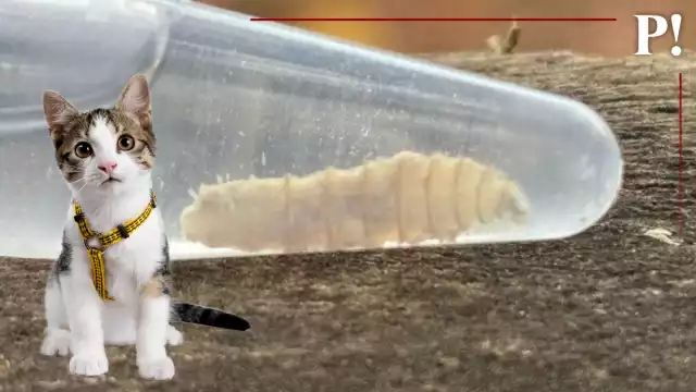 Gusano barrenador infesta a gatos