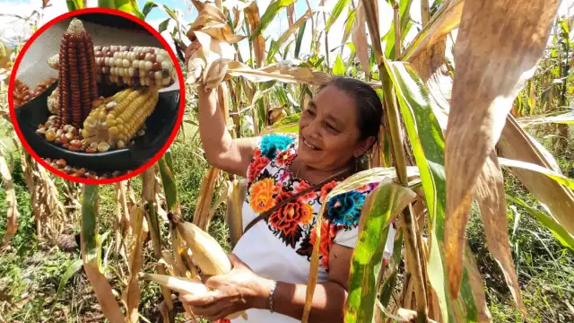 En la región existen algunas razas de maíz nativas que otorgan a la milpa maya su propia identidad