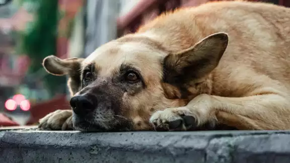 Policía y Bienestar Animal se encuentran investigando las causas del fallecimiento del can, como también las condiciones en las que vivía