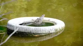 Ecosistemas al borde del colapso: “Pulmones verdes" de Quintana Roo en riesgo por contaminación 