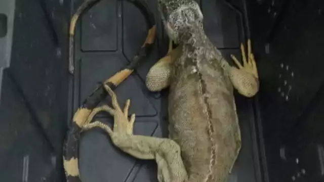 Entregan los reptiles explotados a la Profepa