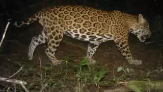 Expertos aseguran que la huella digital de un jaguar es su piel