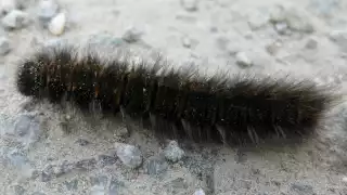 Aquí todo sobre el 'gusano de la calentura'