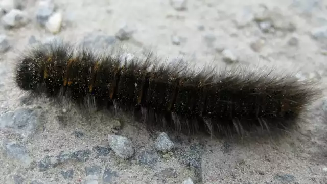 Aquí todo sobre el 'gusano de la calentura'