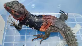 Rescatan a cuatro iguanas yucatecas de cola espinosa en  Tijuana: Pretendían ser enviadas al extranjero     