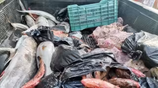 Alertan por grupos dedicados a la captura ilegal de pulpo y mero en Yucatán