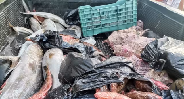 Pescadores exigen mayor vigilancia ante aumento de pesca furtiva en costas de Yucatán