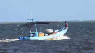 Entre las especies que cuya pesca entrará en prohibición están el pulpo en diciembre, lo que afectaría sus ganancias