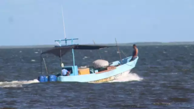 Entre las especies que cuya pesca entrará en prohibición están el pulpo en diciembre, lo que afectaría sus ganancias