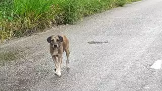 La mujer de la tercera edad fue atacada por un perro de la calle