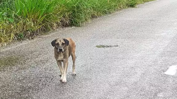 La mujer de la tercera edad fue atacada por un perro de la calle