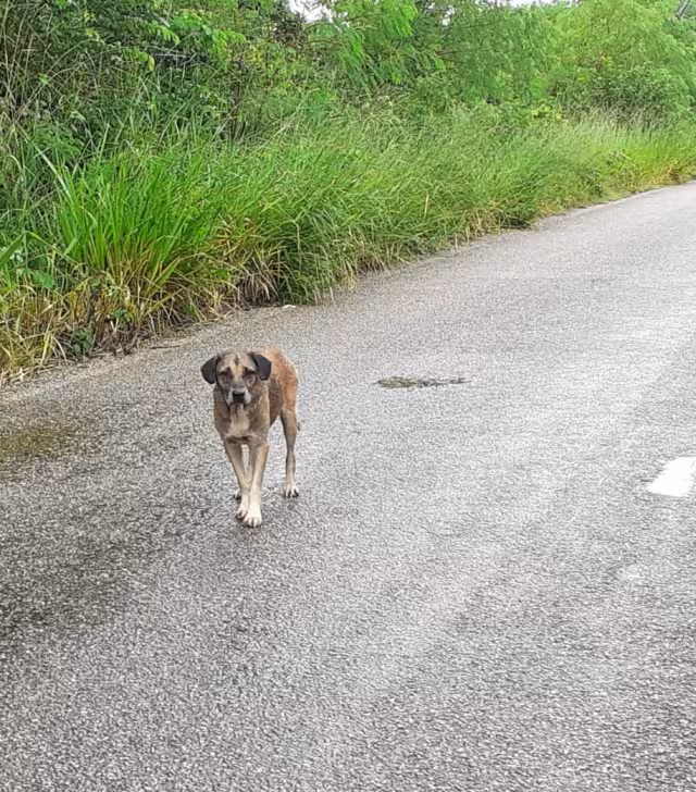 La mujer de la tercera edad fue atacada por un perro de la calle