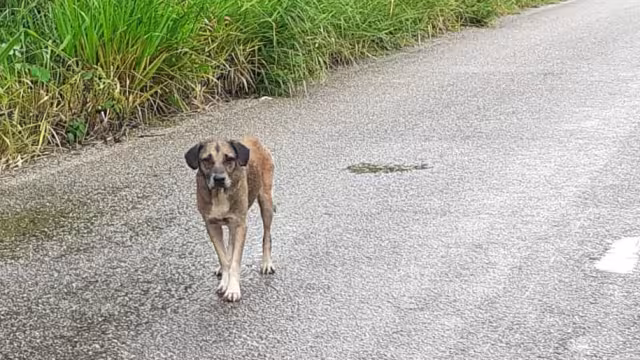 La mujer de la tercera edad fue atacada por un perro de la calle