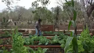 Esta innovación benefi ciaría a productores de frutas y verduras