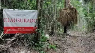 El mangle es una especie protegida, por lo que su devastación constituye un delito