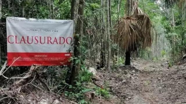 El mangle es una especie protegida, por lo que su devastación constituye un delito