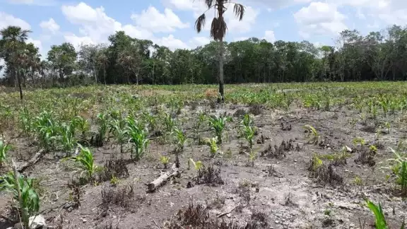 El campesino señalo que no hay ni maíz para la comida El campesino señalo que no hay ni maíz para la comida