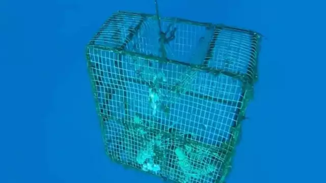 La laguna Makax ya no es opción por la contaminación que provocan crustáceos muertos